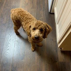 Meet your Posher, Landyn